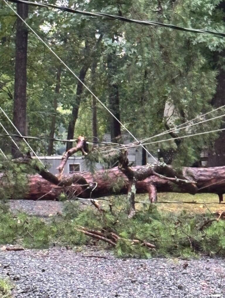 Tree Service in Greensboro, NC