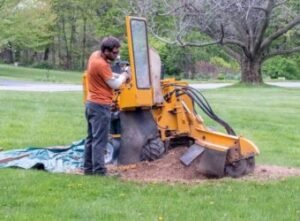 stump grinding 