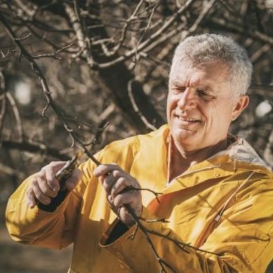 Pruning budding trees